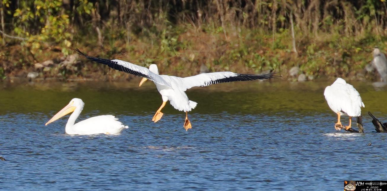 20201030 Old Hickory Lake TN Pelicans